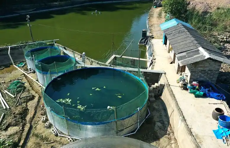 长流山泉水养鱼 新鲜美味更健康