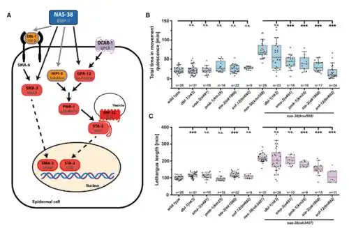 肽也可以充当远程分子信使,它们从受伤部位通过组织向大脑发出信号