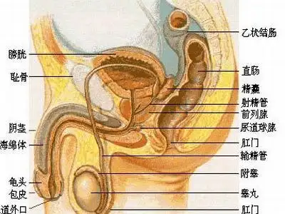 睾丸鞘膜积液检查项目有哪些