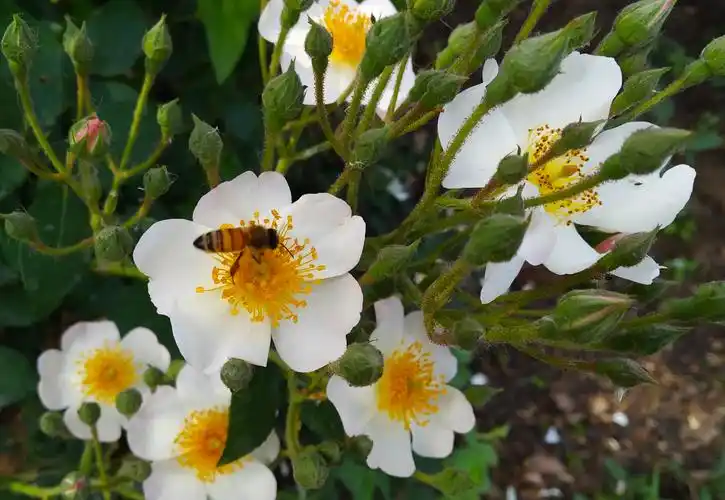 杂交麝香蔷薇花