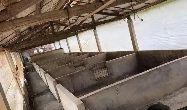 未来生猪还能养吗?