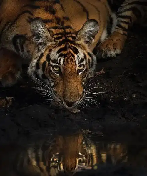 震撼美国国家地理摄影师沙阿兹荣格的顶级野生动物作品欣赏