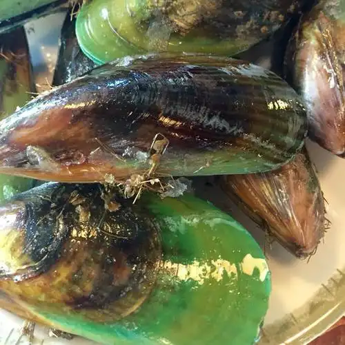 新西兰鲜活青口贝运费顺丰包邮