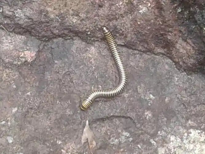 乐游一路,趣事也多. 请看一一 这就是传说中的山蚂蟥吗?