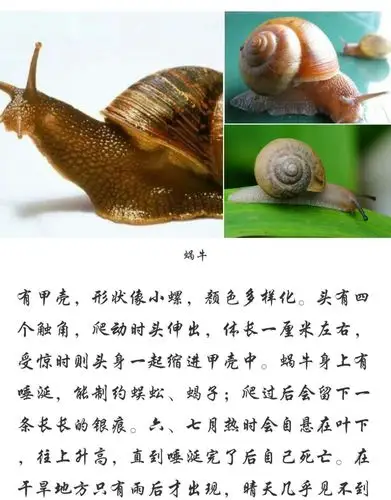 蜗牛的样子