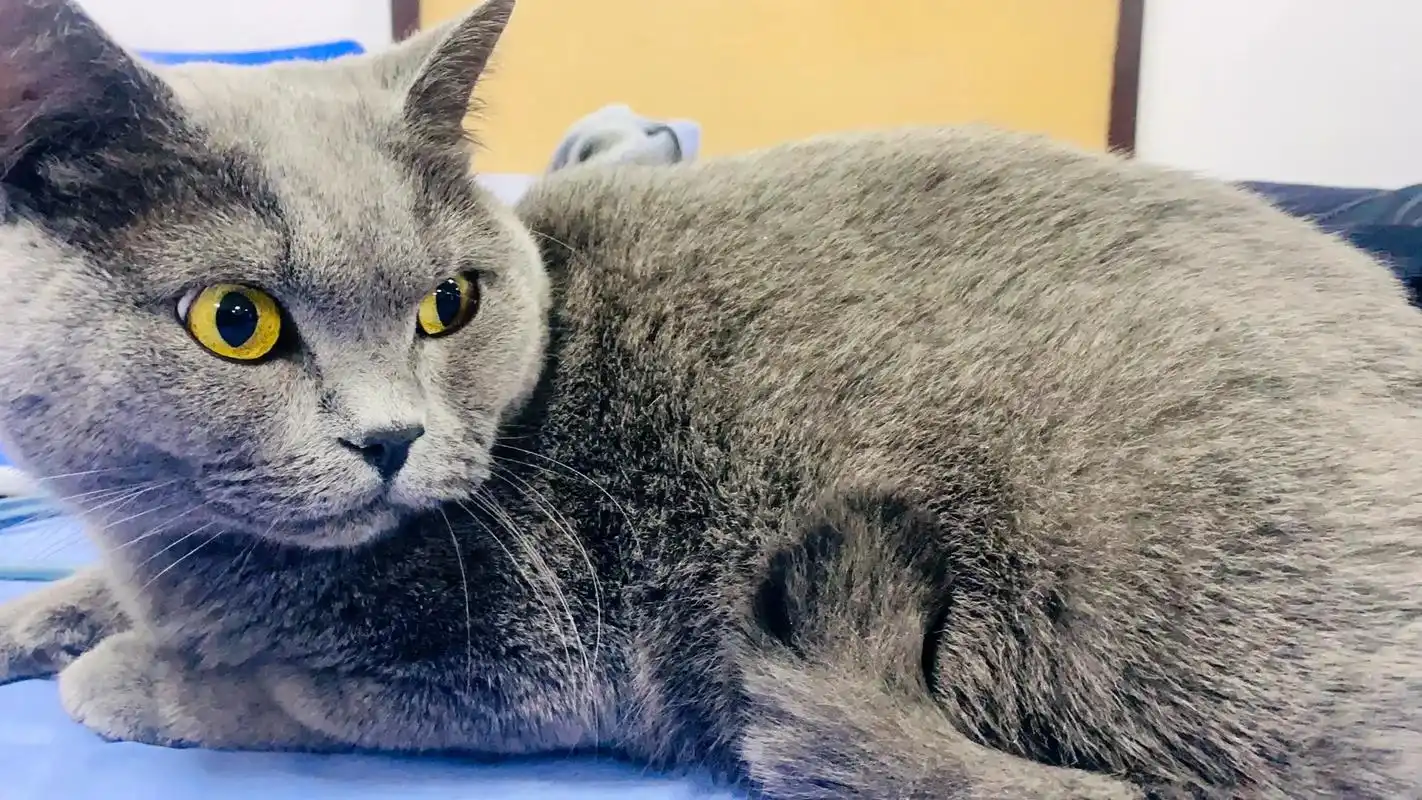 蓝猫 蓝猫的皮肤真的是纯蓝色的! - 抖音