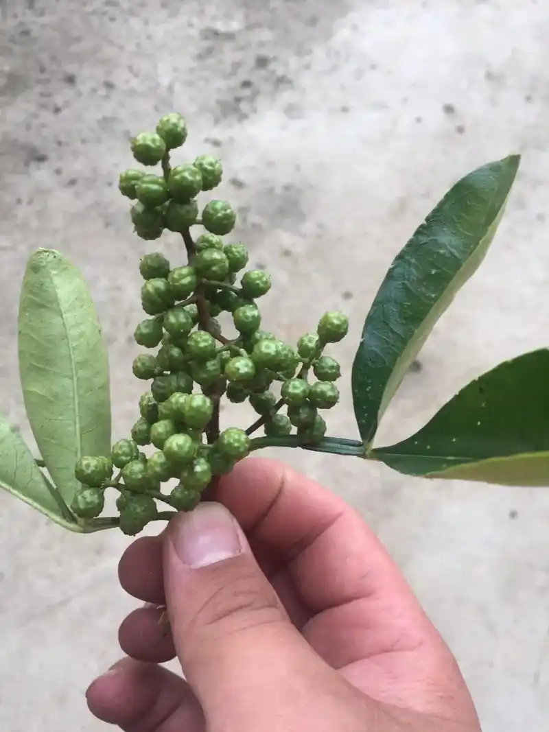 农户自产青花椒跳过增价环节