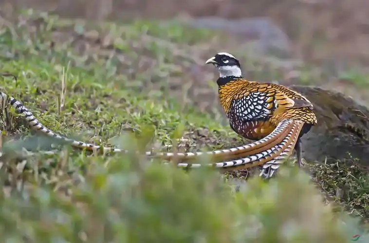 白冠长尾雉一组