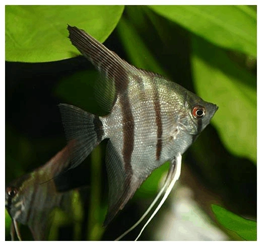 燕鱼品种分类(私人整理)