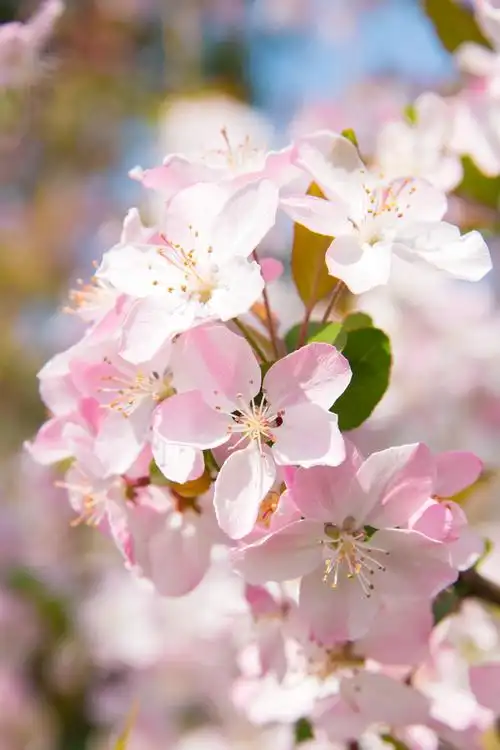 赞美海棠花的优美句子描写海棠花的唯美语录
