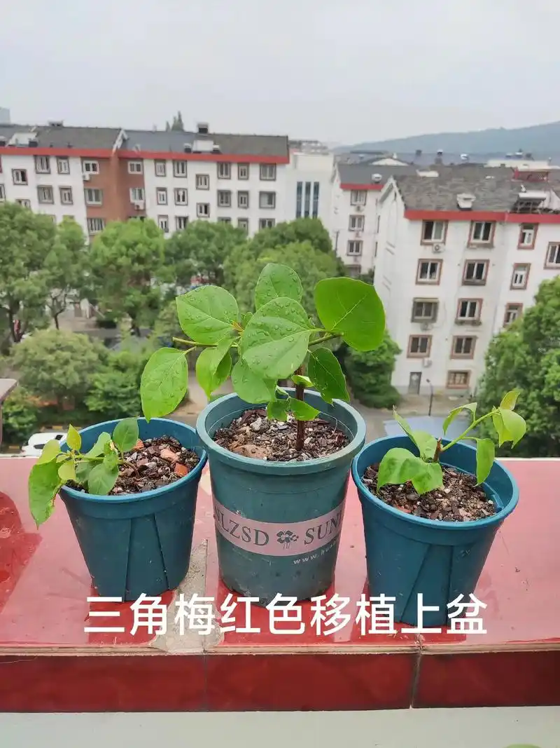 红色三角梅移植#扦插二个月老枝一棵,当年生二枝,根须很多. - 抖音