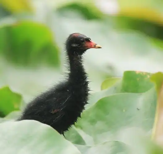 黑水鸡雏鸟