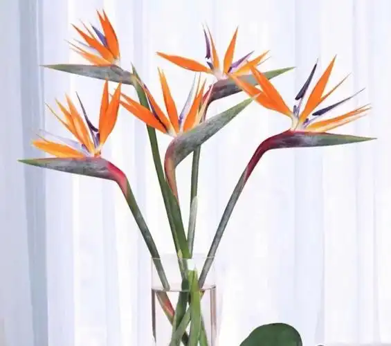 鹤望兰天堂鸟鲜花养护