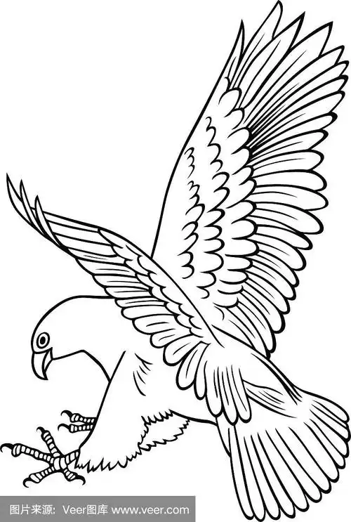 鹰,自然,动物园,图像,老鹰