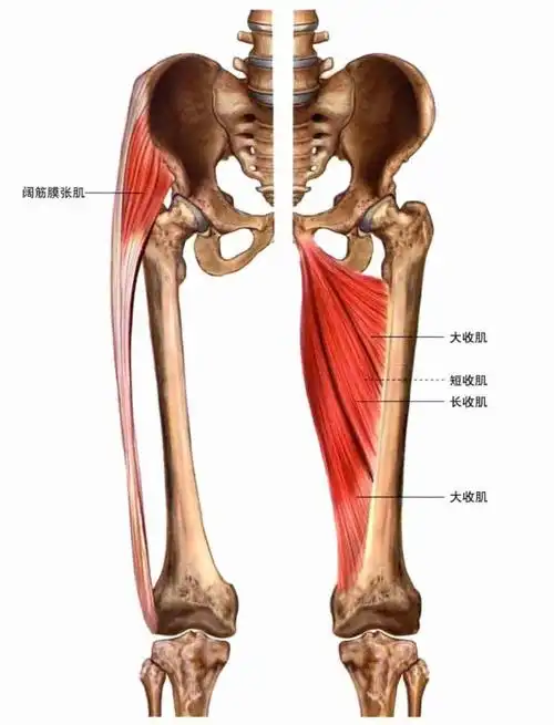腓肠肌:这块肌肉一般被称为小腿,位于小腿后侧.