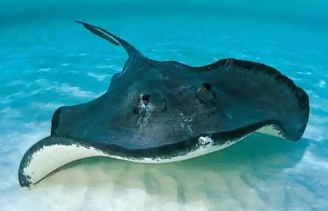 世界上十大"魔鬼鱼"排行