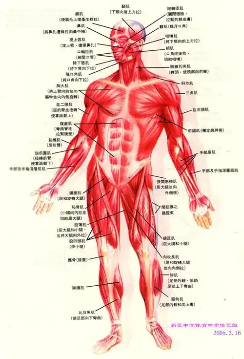 人体结构图,详细的,清晰的,分骨骼,肌肉,等等的.