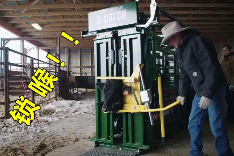 外国牧场专用的牛固定神器, 上来就锁喉, 再疯狂的牛都要老老实实