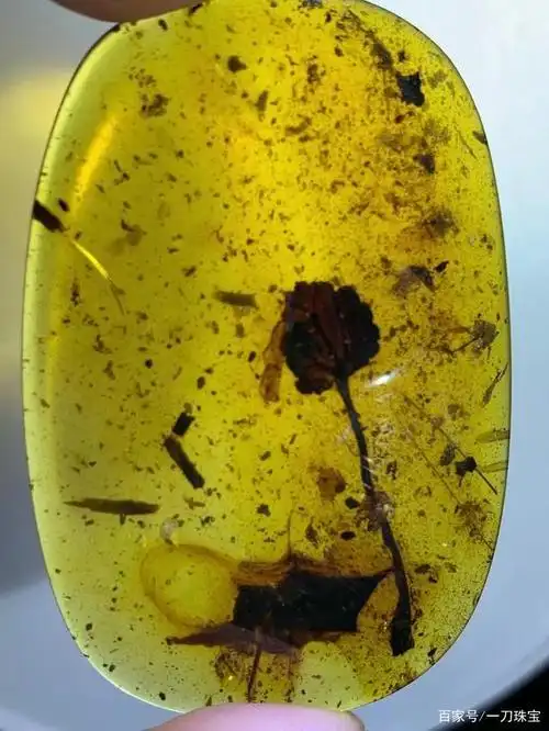 缅甸琥珀是最古老的琥珀,它是由远古植物南洋衫的树脂石化后形成的一