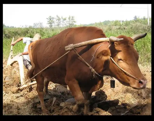 求2张1000万像素以上的牛耕地的照片