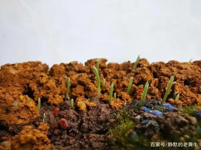 刚出土的高粱幼苗