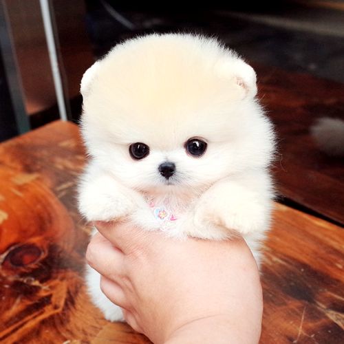 无偿领养纯种白博美幼犬茶杯犬小型可爱长不大活体俊介犬宠物狗狗