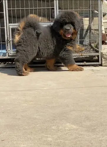 出售纯种小藏獒