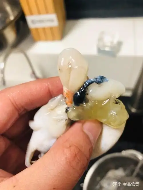 墨鱼仔的手术记录