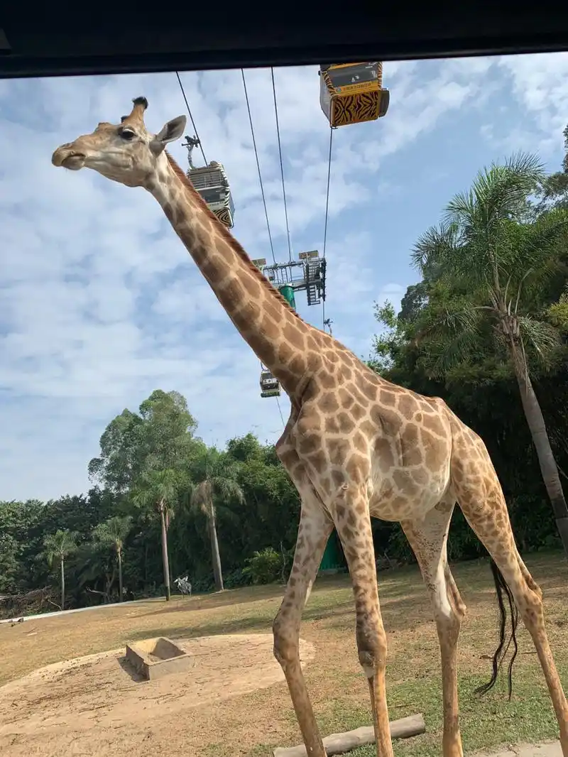 旅游祩5天|长隆野生动物园(1)