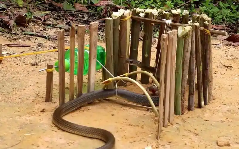男子野外布置捕蛇陷阱,成功捕获到一条蛇_哔哩哔哩 (゜-゜)つロ 干杯