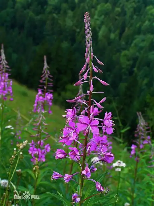 火草/柳叶草 可食用植物 分布于森林空旷荒地及多岩地区.