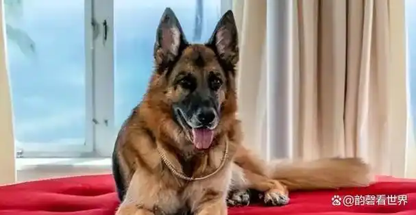 这位女伯爵在临死之前就已经为"冈瑟三世"安排好了一切,她将这笔钱