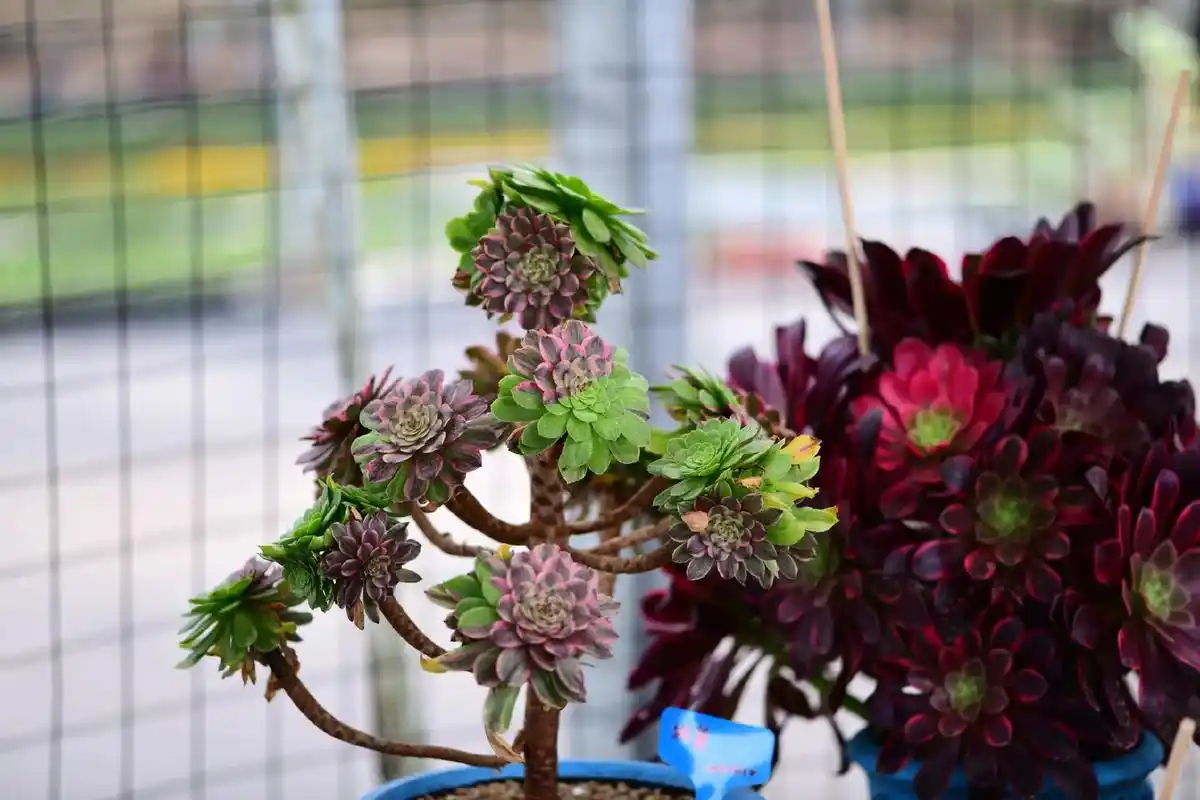 粉黛法师曾经又叫萤火,是景天科莲花掌属的多肉植物 - 抖音