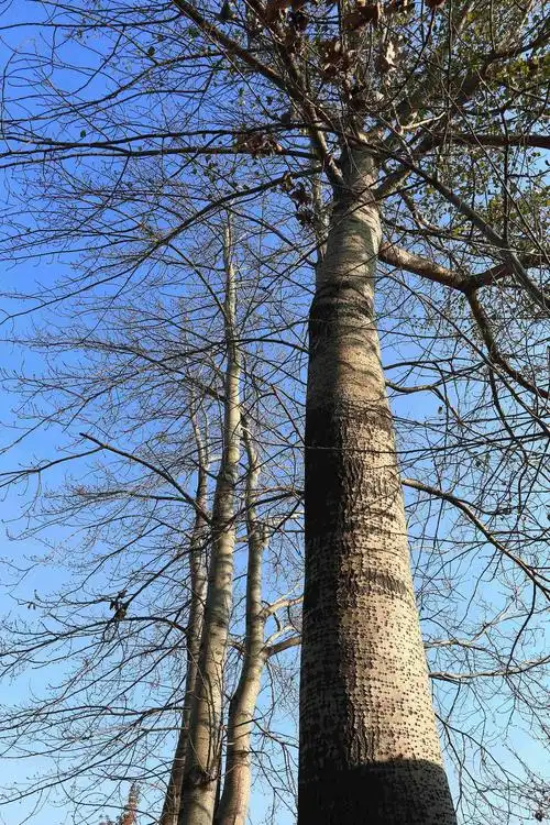 初冬暖阳,回老家.渭河边,家门前的白杨树,衬着难得的蓝天,更见精神!