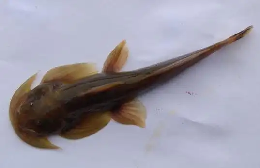 石巴子鱼是什么鱼,养殖需要注意什么?