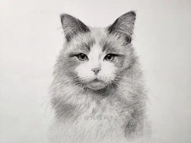 动物素描这个猫猫有点标志素描速涂