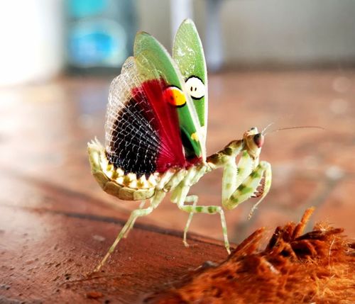 森林野人新品云眼斑螳,眼斑螳螂,螳螂卵 螳螂螵蛸活体另类宠物