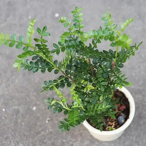 清香淡雅宁静浓绿的香香木,胡椒木这么养护,叶片绿翠气息悠然