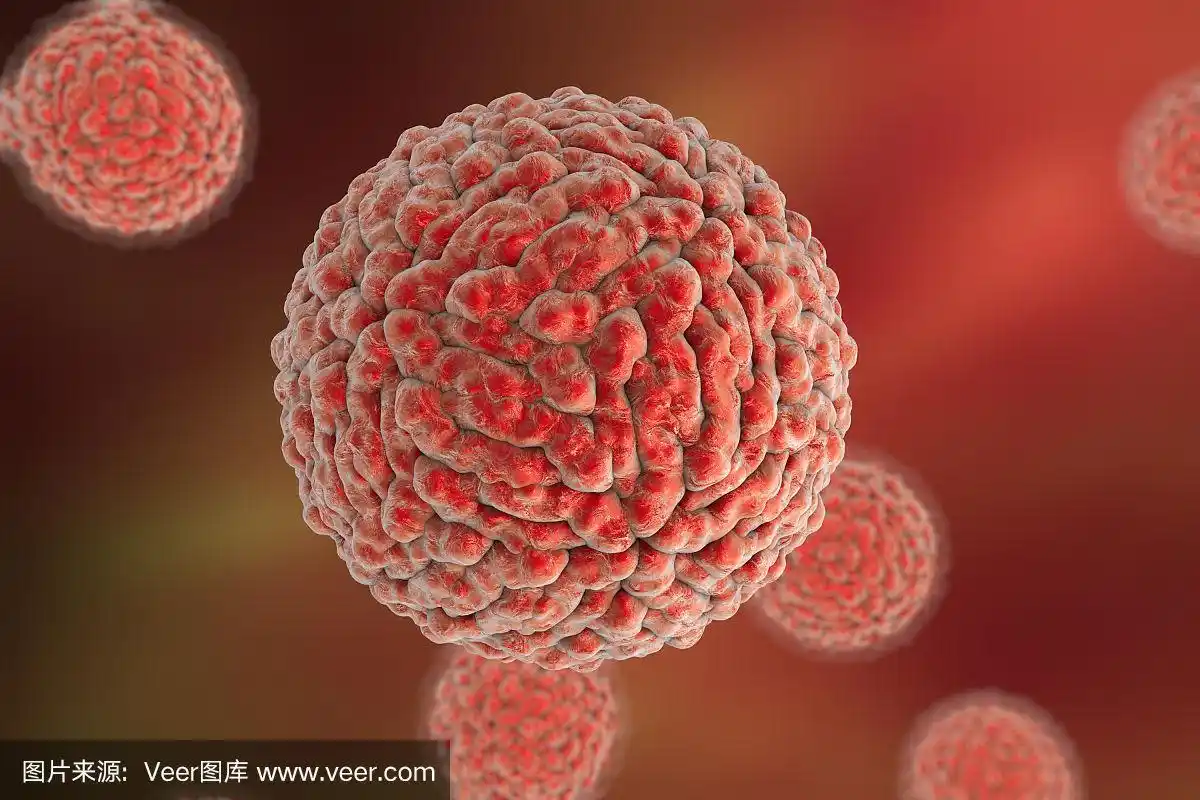 引起黄热病的登革病毒