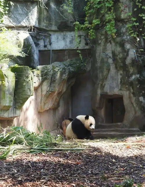 成都大熊猫基地