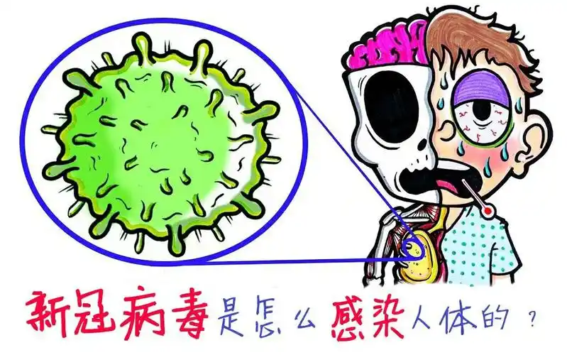 感染新型冠状病毒后,我们的身体会进行哪些抵抗?