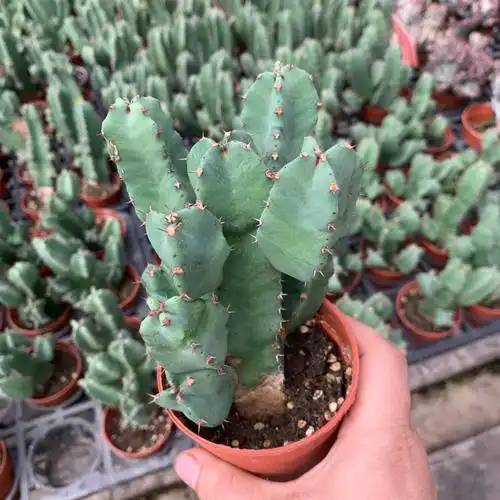 园艺 白角麒麟 龙骨木 树脂大戟 仙人柱多肉盆栽 a120#盆 含盆