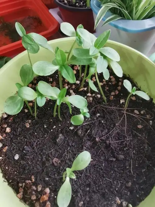 百日草生长记录 - 小花生