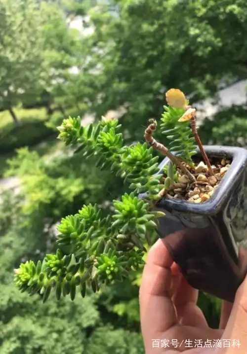 景天科景天属的多肉植物,白花小松,有着非常迷你的身形