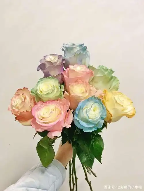 马卡龙色的玫瑰花