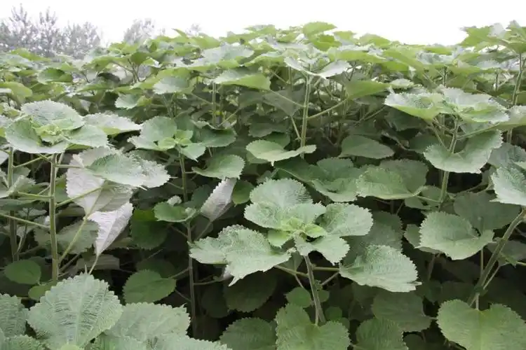 中国农科院麻类所刘头明团队揭示苎麻产量性状遗传机制及育种选择历史