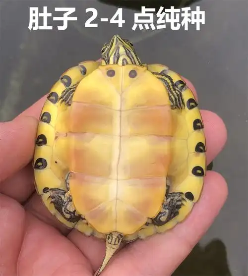 深水龟乌龟活物冷水长寿龟家养宠物观赏小乌龟 普通多点黄耳 2只情侣