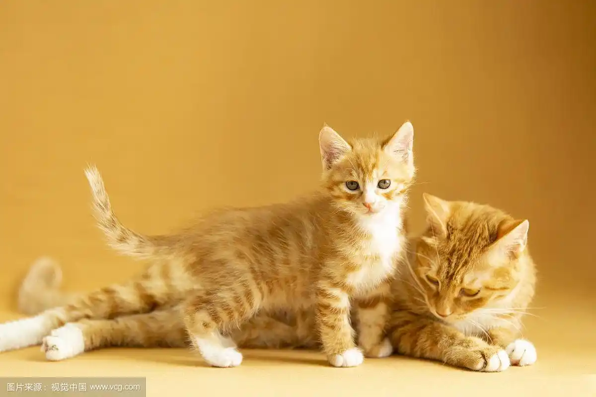 大猫和小猫肖像