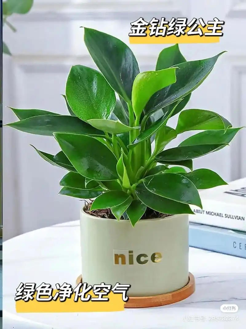 金钻绿公主.金钻又叫绿公主,叶片肥厚饱满,四季翠绿,可以盆栽 - 抖音