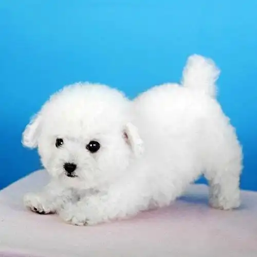 韩国引进大眼睛甜美脸型比熊幼犬保纯种健康质保终身